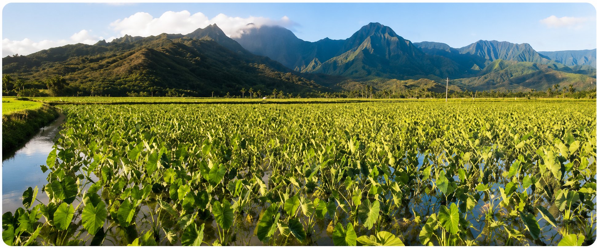 Taro fields beneath the Hawaiian mountains