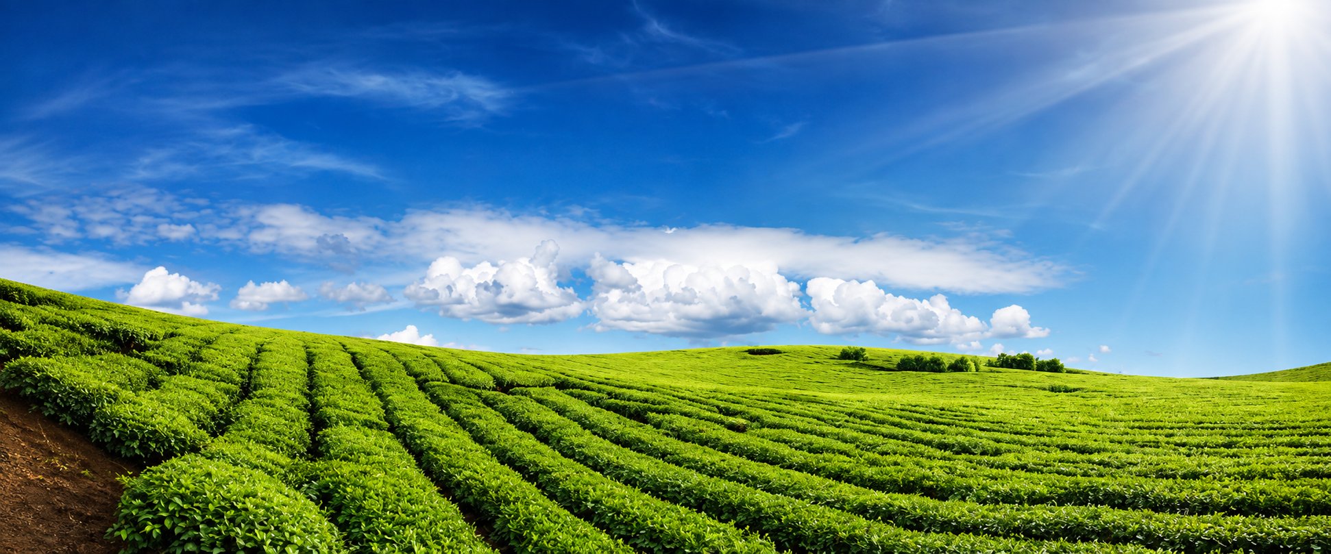 Green field under a bright Hawaiian sky
