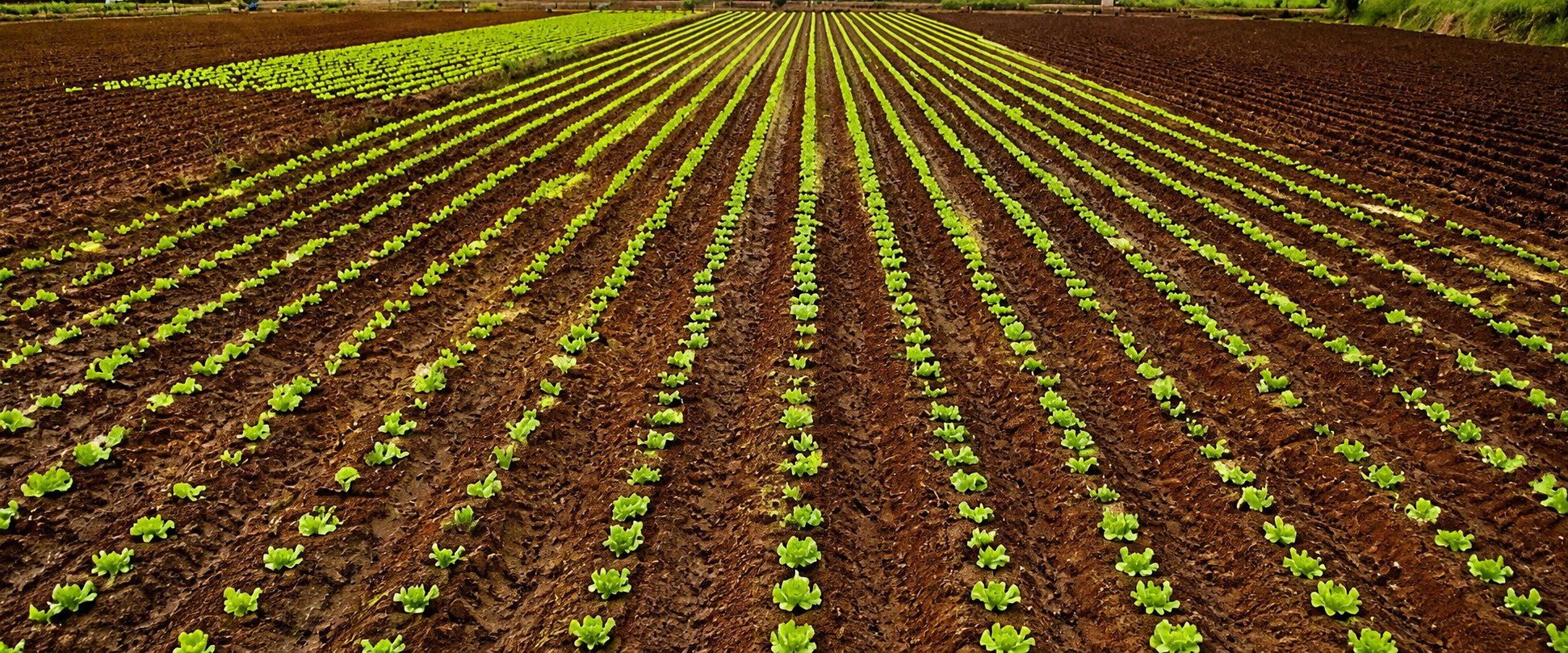 Rows of young crops in a cultivated field