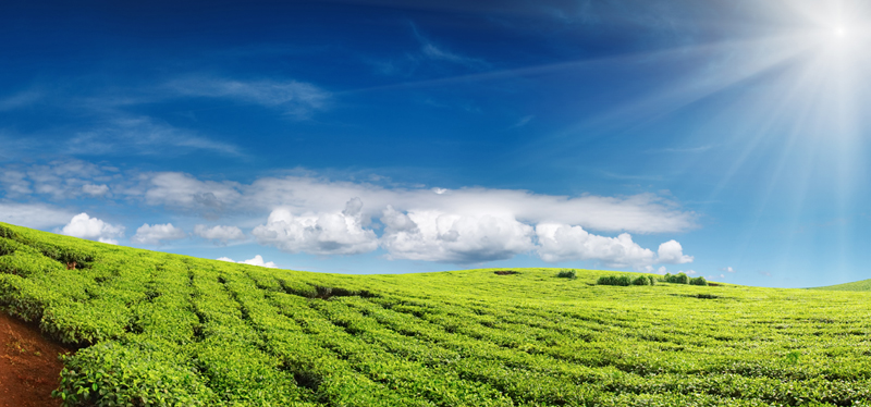Green agricultural field under a bright Hawaiian sky